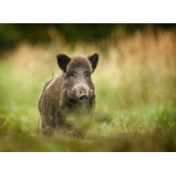 Trikiner/ Trikintest / Trikinkit til Vildsvin/ Trikinpr�ve/ Trikinkit/Tilbud V/5stk