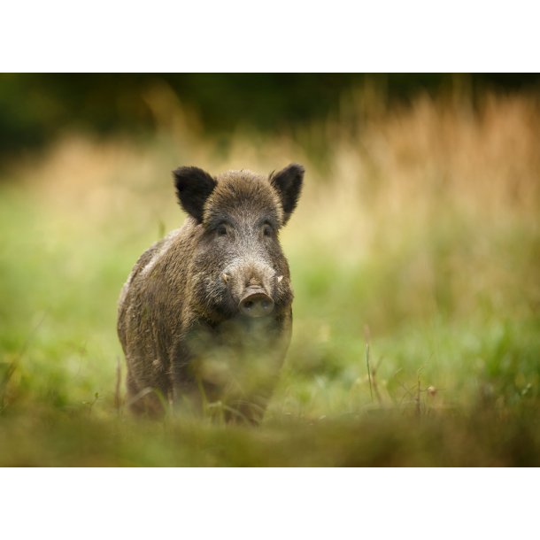 Trikiner/ Trikintest / Trikinkit til Vildsvin/ Trikinpr�ve/ Trikinkit/Tilbud V/5stk