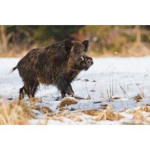 Vildsvinejagt
