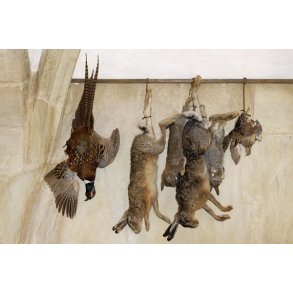 Vildtbehandling og transport