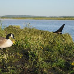 Avery KillerWeed Golden Harvest