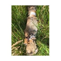 Firedog Kanin dummy 1 kg fuld skind 