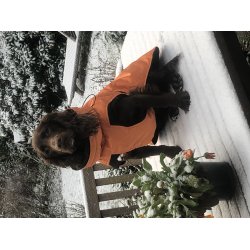 Dogman Pom vinterdkken orange 