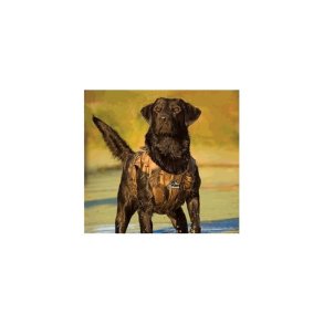 Dokken neopren hundevest 