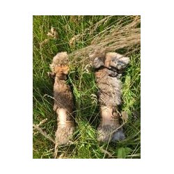 Firedog Kanin dummy 1 kg fuld skind 