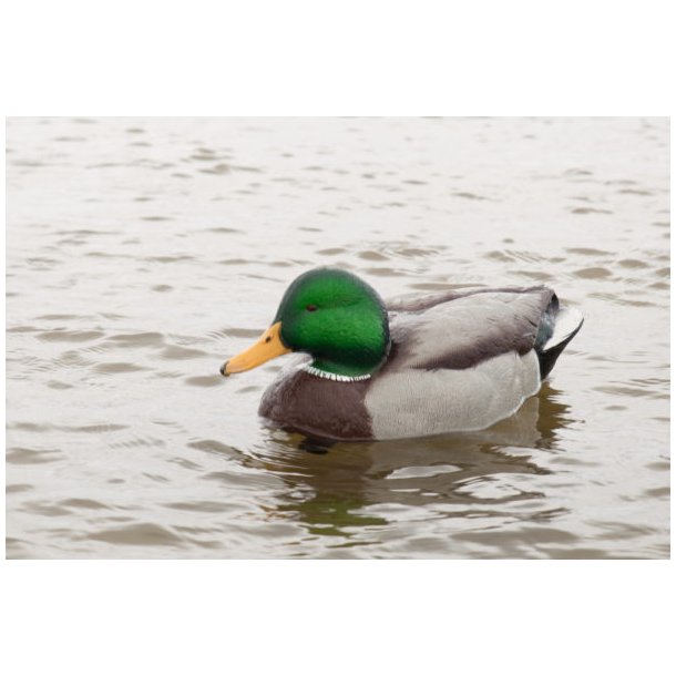 Avian-X lokke�nder Open Water