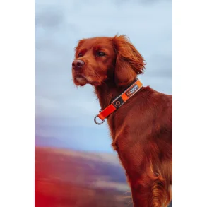 Non-Stop Cruise collar