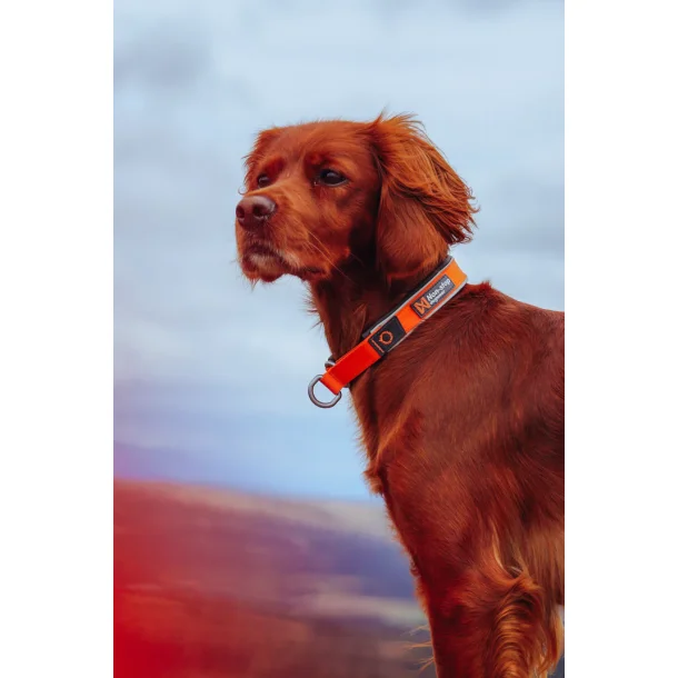 Non-Stop Cruise collar