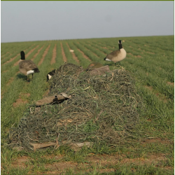 Avery KillerWeed Golden Harvest