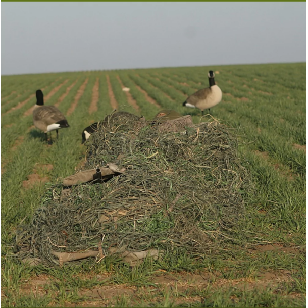 Avery KillerWeed Golden Harvest