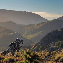 Sitka Apex Hoody Optifade