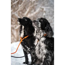 Retriever leash 