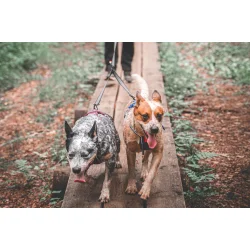 Non-Stop touring double 