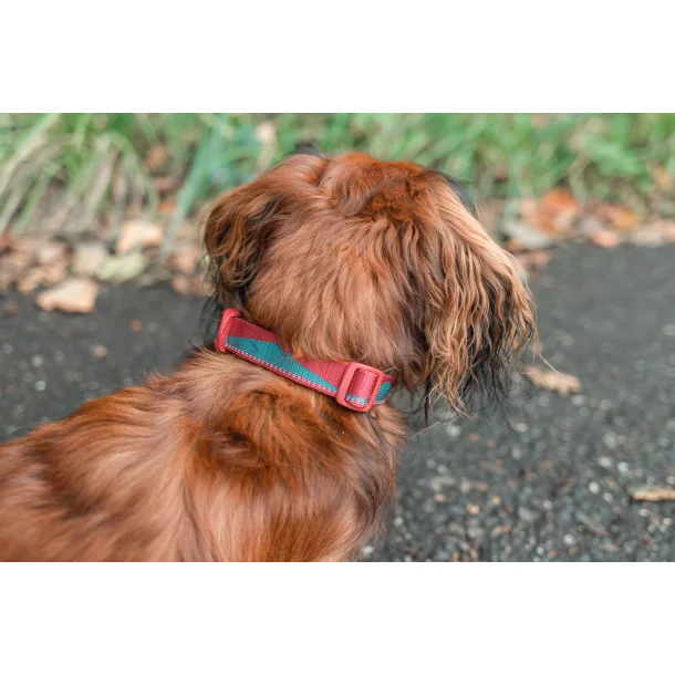 Non-Stop Trail quest collar teal/wine str. L
