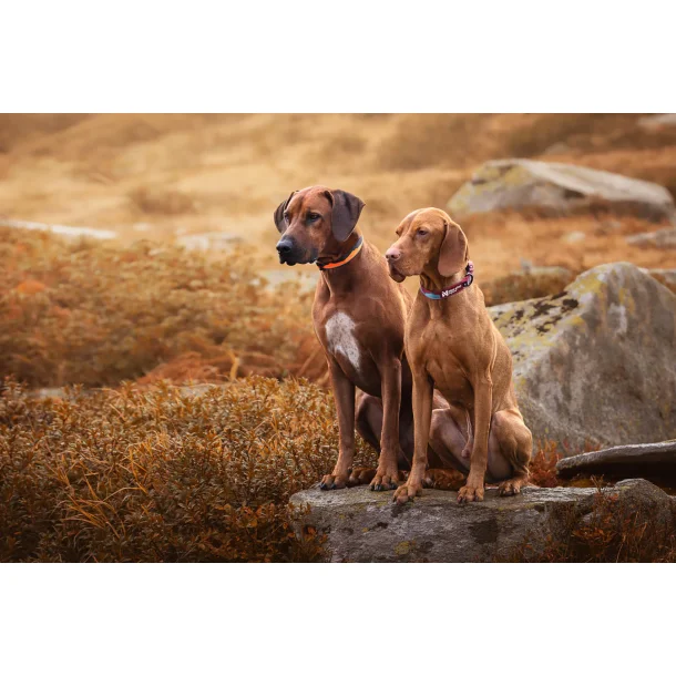 Non-Stop Trail quest collar teal/wine str. L